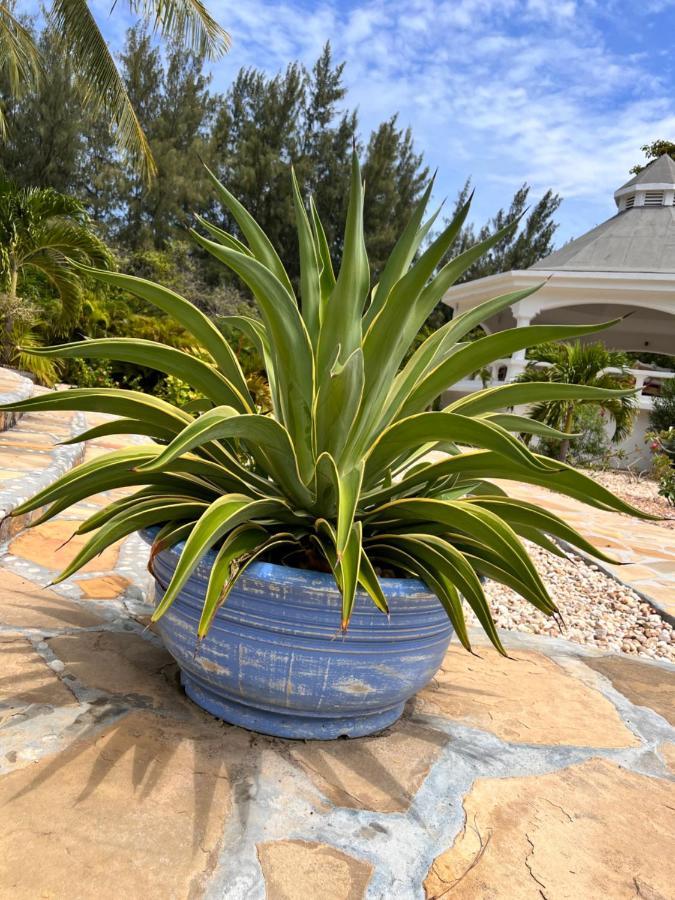 Zumzum Beach House Bed & Breakfast Kinondo Dış mekan fotoğraf